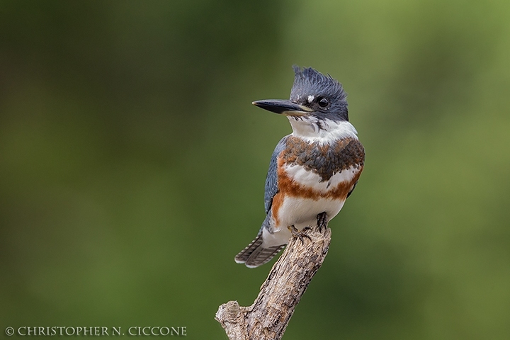 Belted Kingfisher