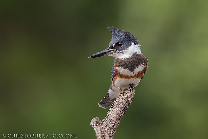 Belted Kingfisher