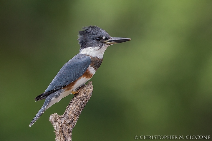 Belted Kingfisher