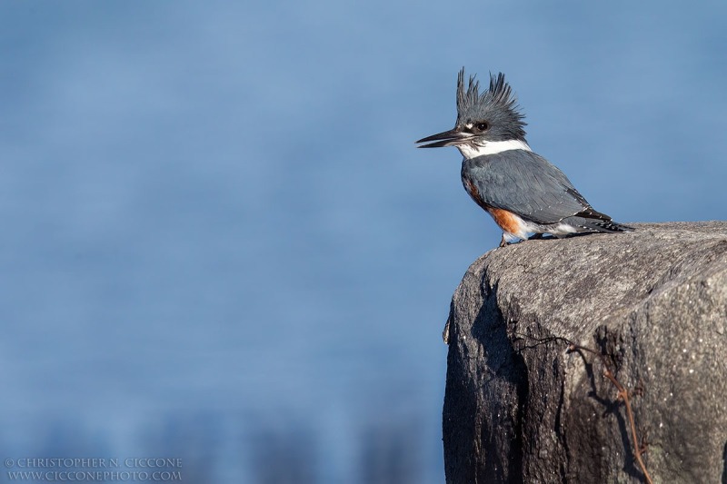 Belted Kingfisher