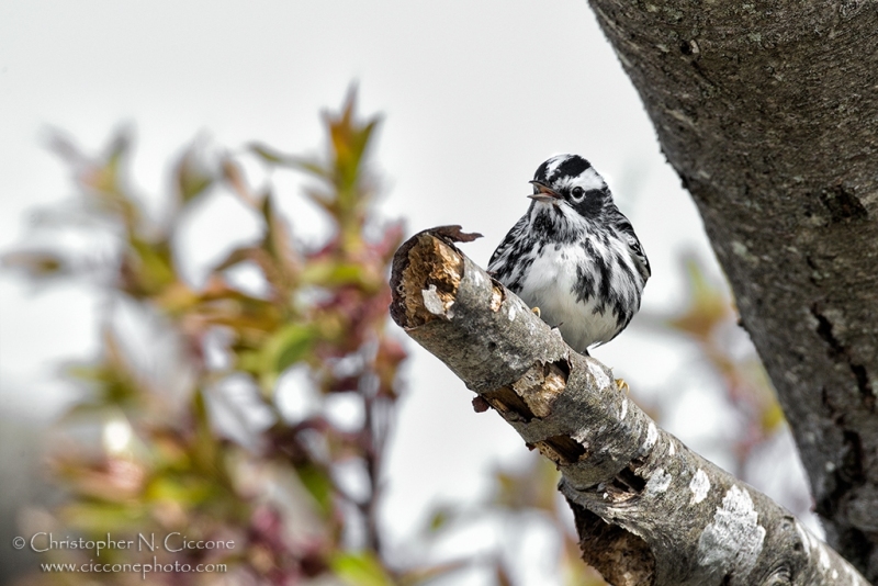 Black-and-white Warbler