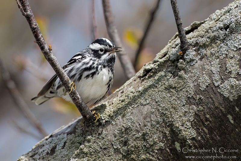 Black-and-white Warbler