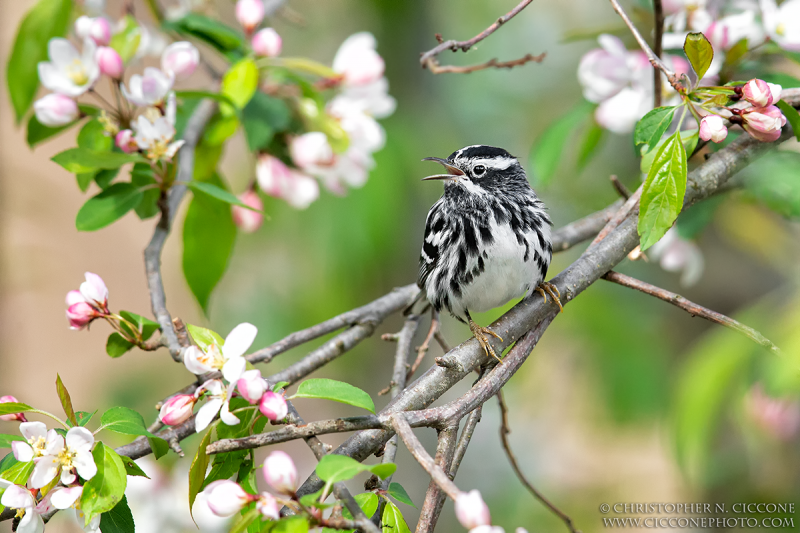 Black-and-white Warbler