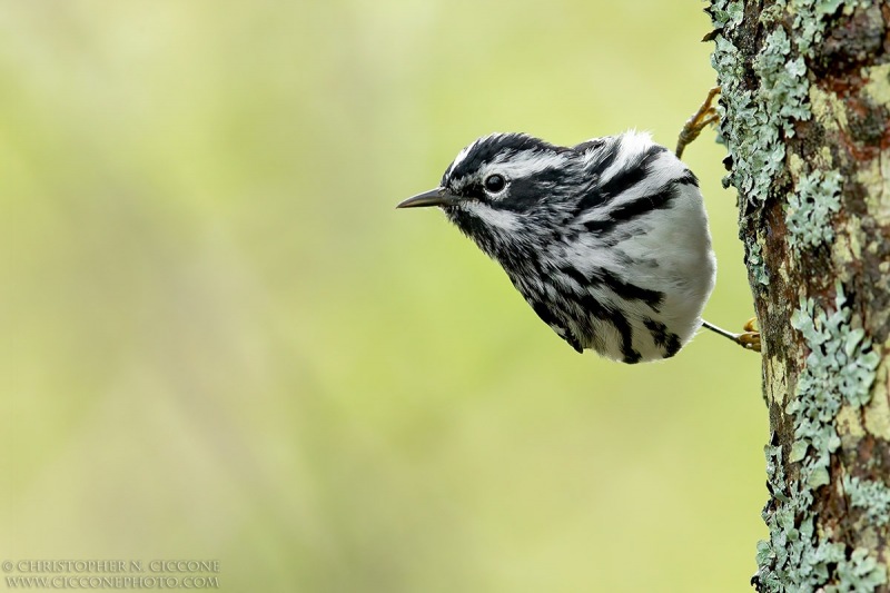 Black-and-white Warbler