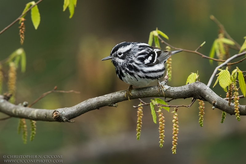 Black-and-white Warbler