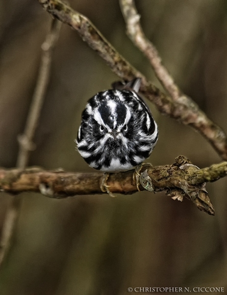 Black-and-white Warbler