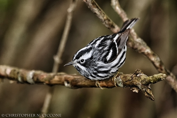 Black-and-white Warbler