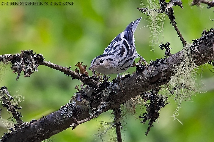 Black-and-white Warbler