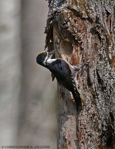 Black-backed Woodpecker