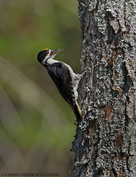 Black-backed Woodpecker