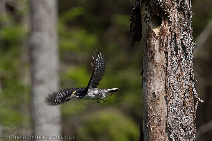 Black-backed Woodpecker