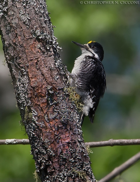 Black-backed Woodpecker