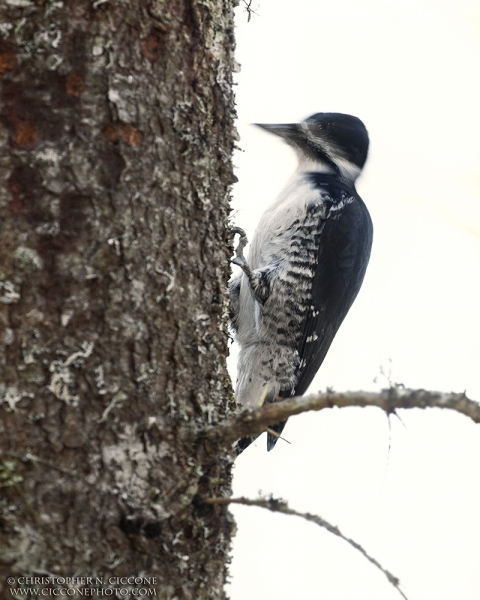 Black-backed Woodpecker