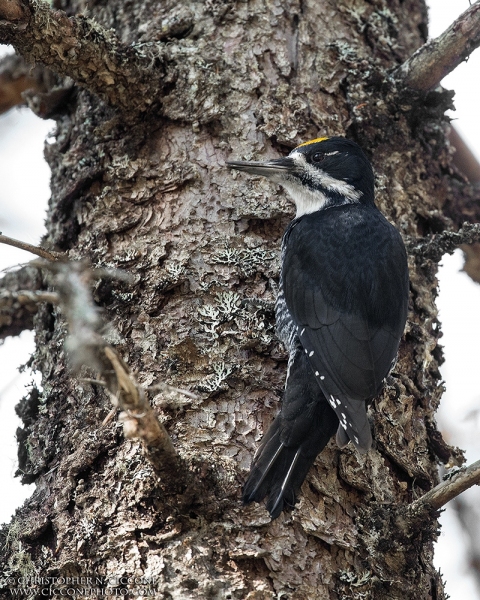 Black-backed Woodpecker