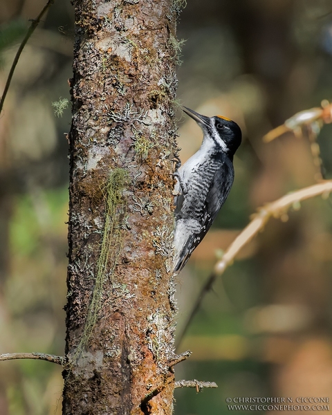 Black-backed Woodpecker