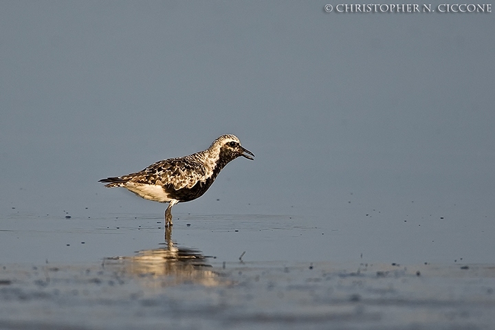 Black-bellied Plover