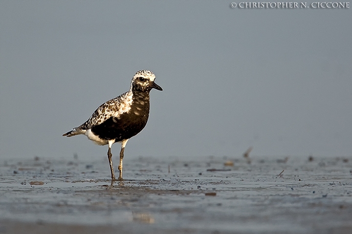 Black-bellied Plover