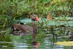 Black-bellied Whistling-Duck