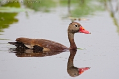 Black-bellied Whistling-Duck