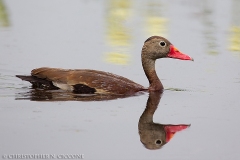 Black-bellied Whistling-Duck