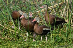 Black-bellied Whistling-Duck