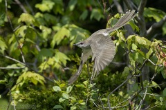 Black-billed Cuckoo