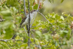 Black-billed Cuckoo