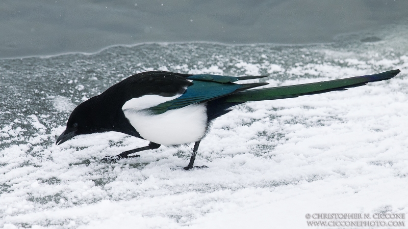 Black-billed Magpie