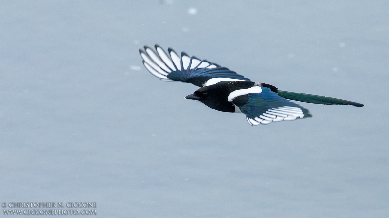 Black-billed Magpie