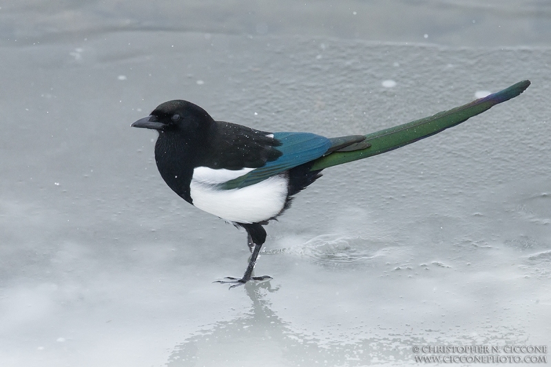 Black-billed Magpie