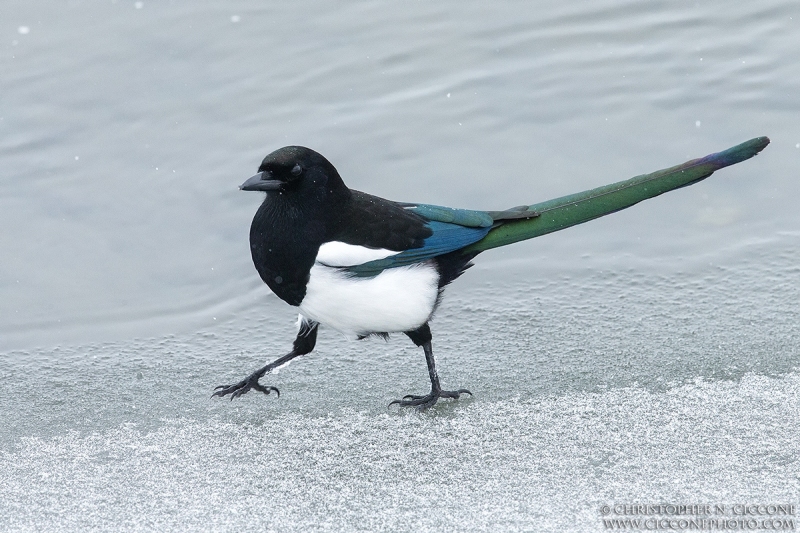 Black-billed Magpie