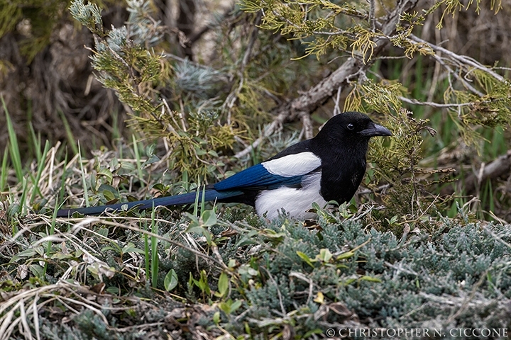 Black-billed Magpie