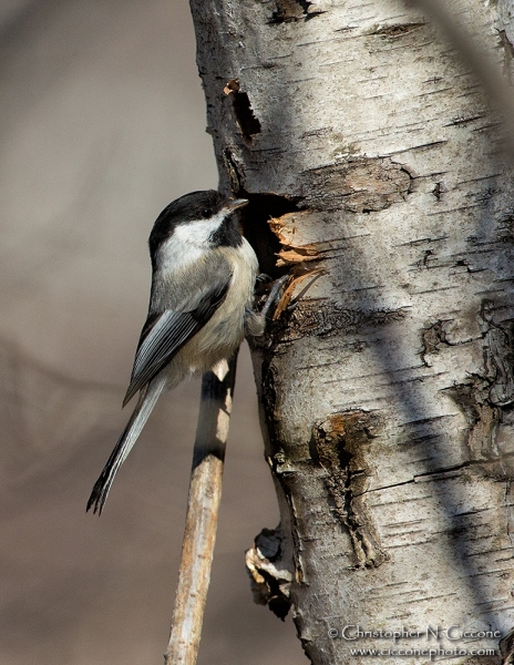 Black-capped Chickadee