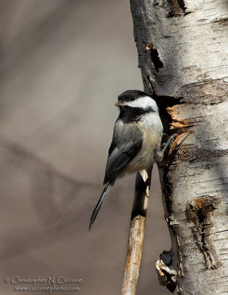 Black-capped Chickadee