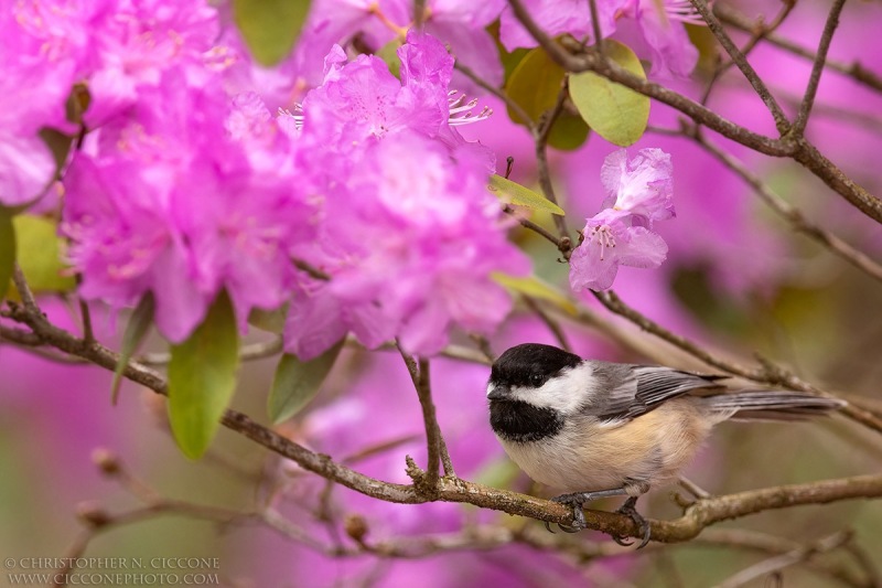 Black-capped Chickadee