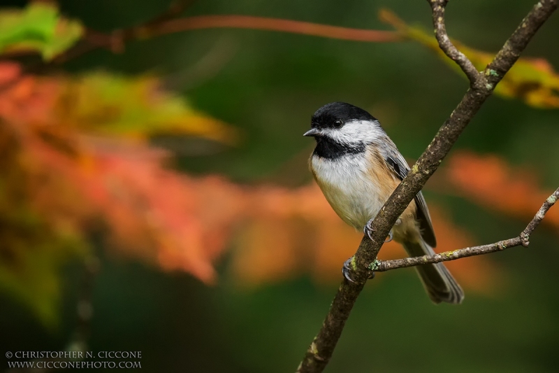 Black-capped Chickadee