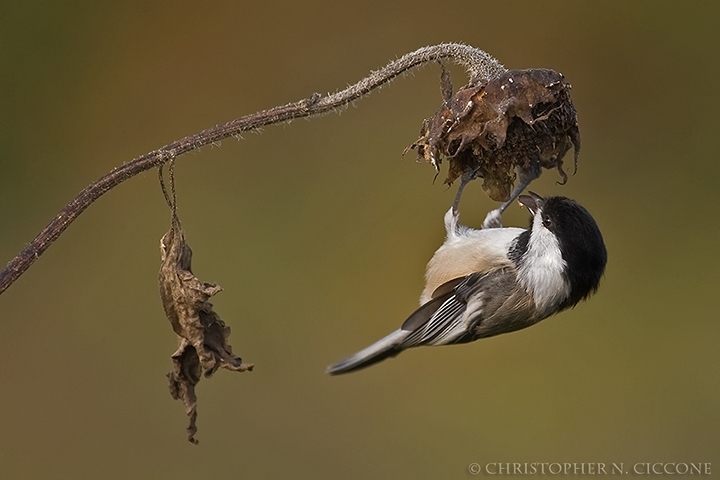 Black-capped Chickadee