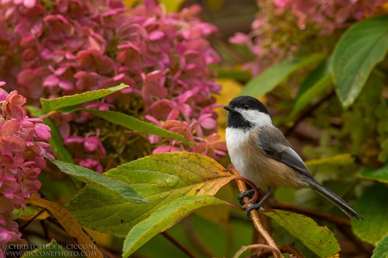 Black-capped Chickadee