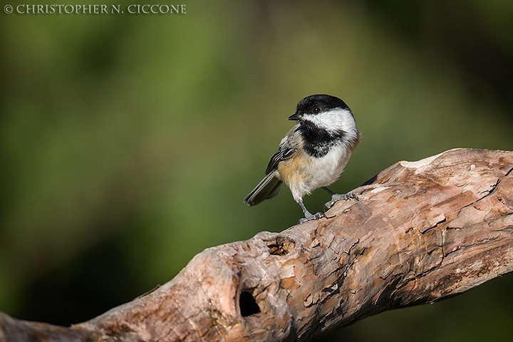 Black-capped Chickadee