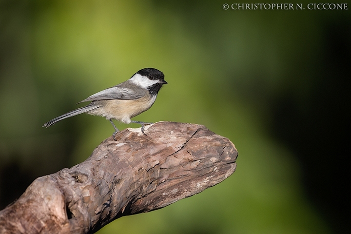 Black-capped Chickadee