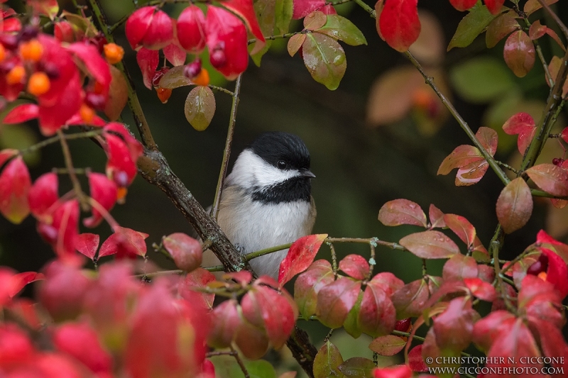 Black-capped Chickadee