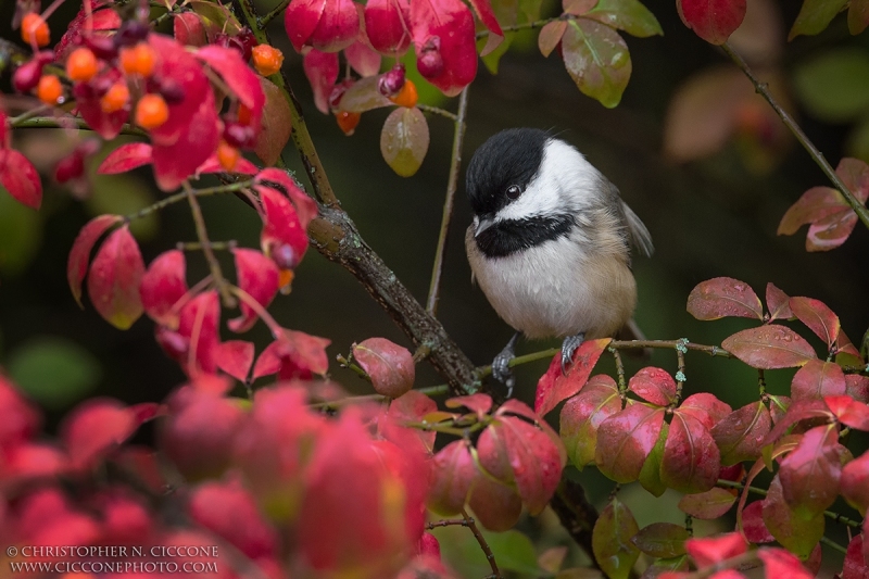 Black-capped Chickadee