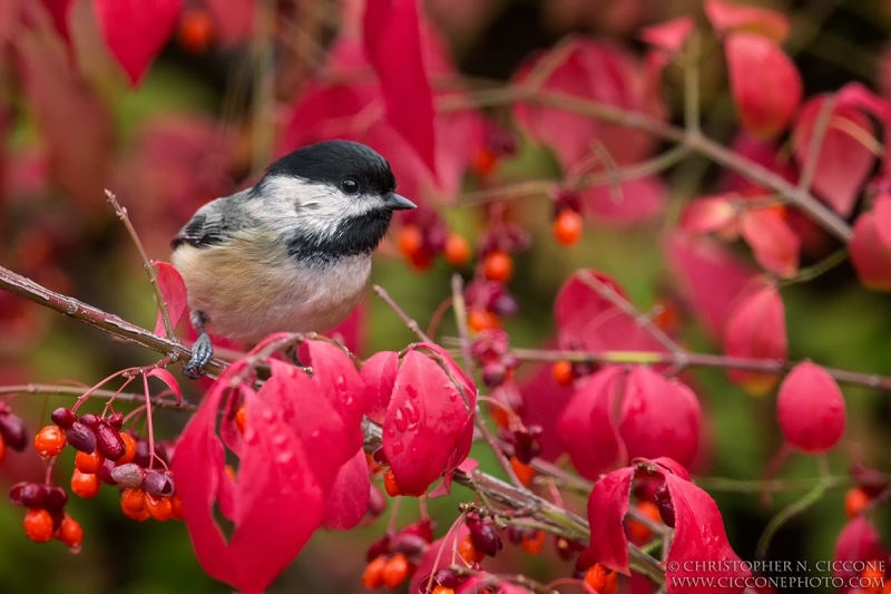 Black-capped Chickadee