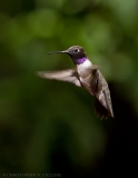 Black-chinned Hummingbird