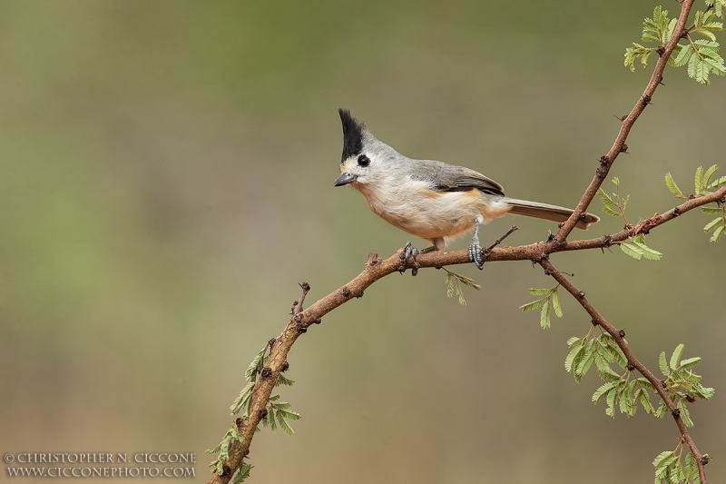 Black-crested Titmouse