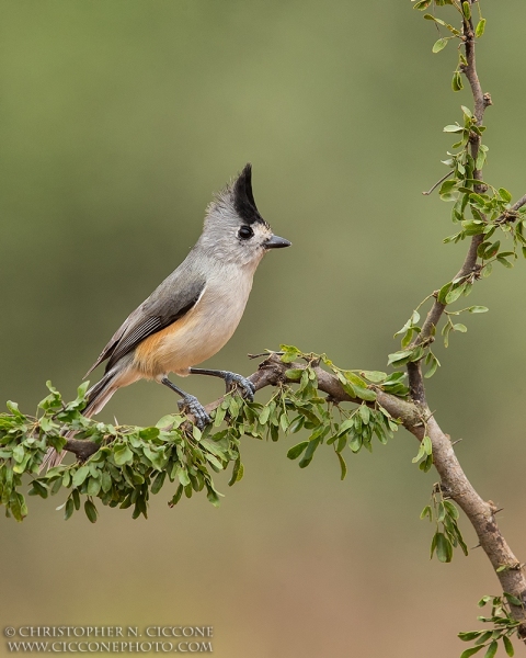 Black-crested Titmouse