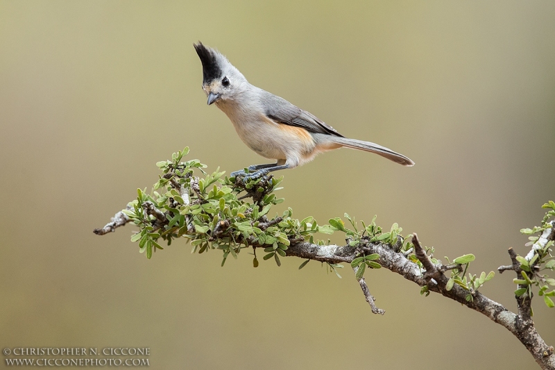 Black-crested Titmouse