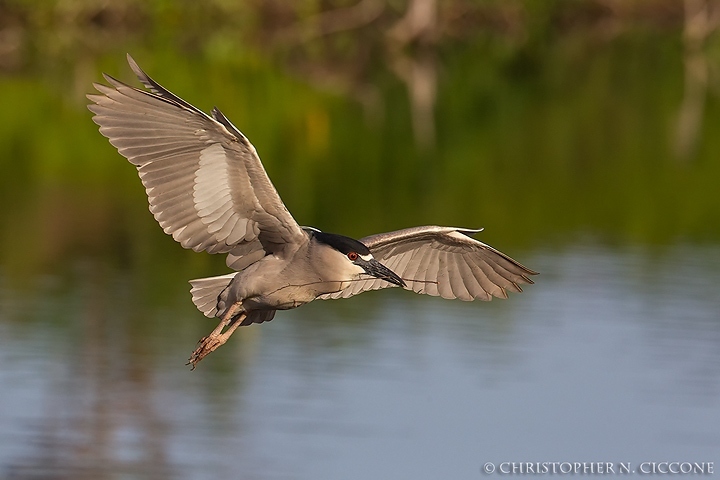 Black-crowned Night-Heron