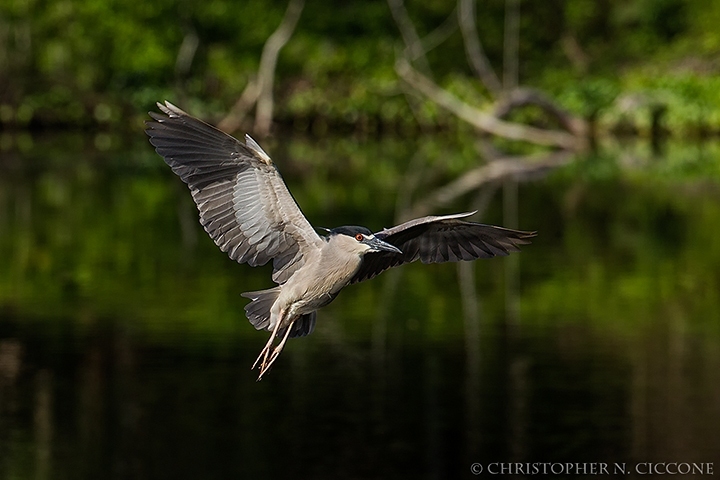 Black-crowned Night-Heron