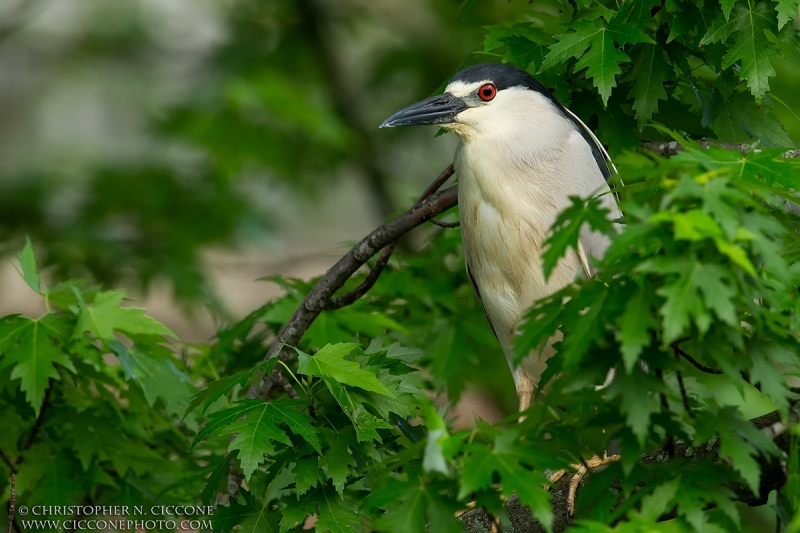 Black-crowned Night-Heron